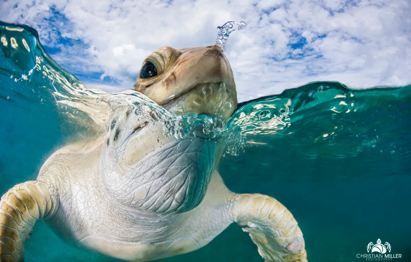 Photo wallpaper sea, water, turtle
