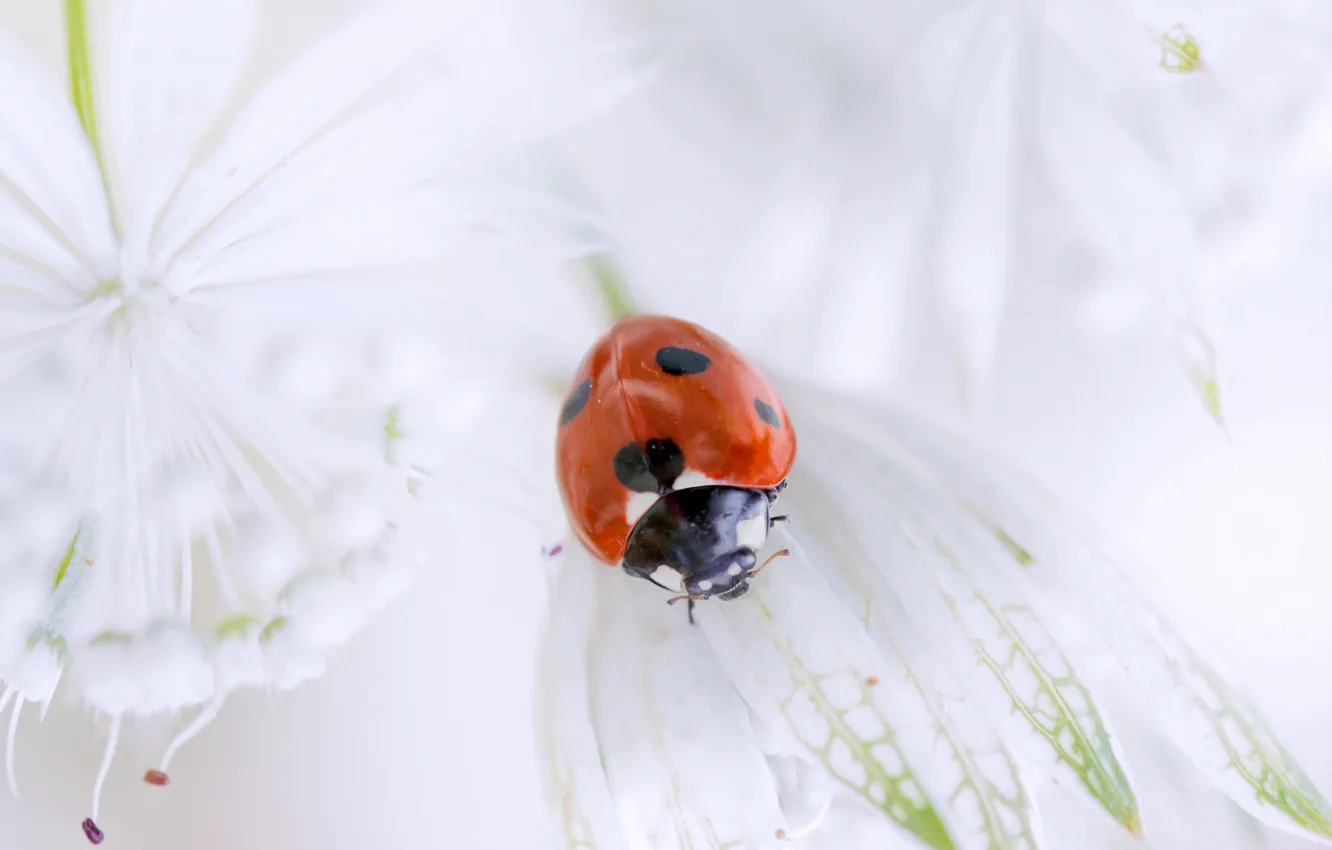 Photo wallpaper flower, ladybug, beetle, petals, insect