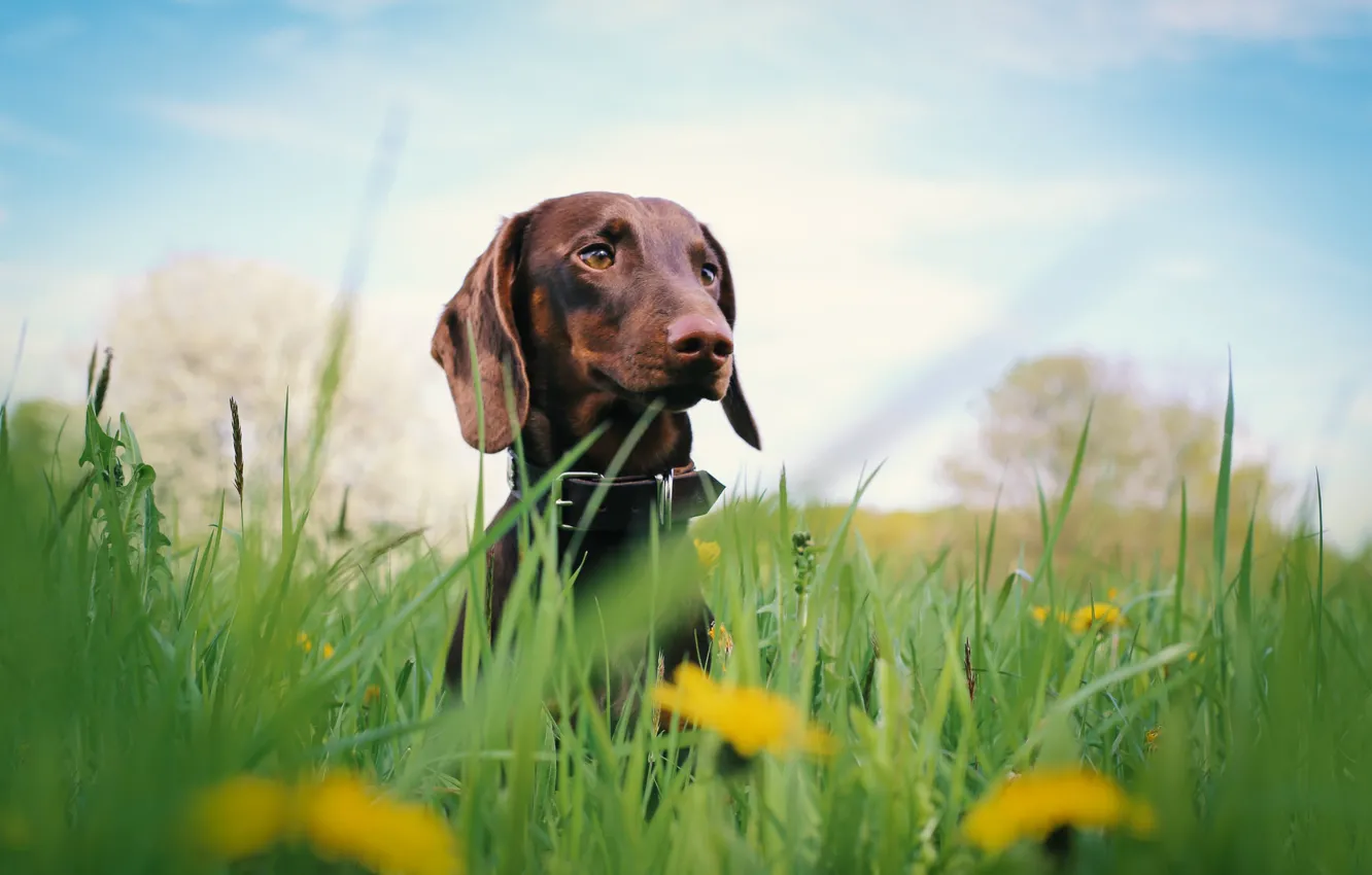 Photo wallpaper grass, dog, flowers, dachshund