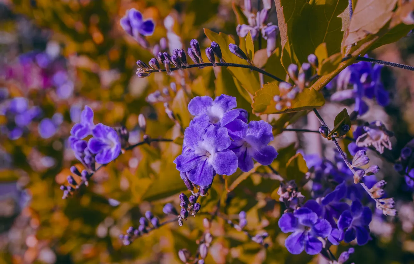 Photo wallpaper macro, flowers, branches, Duranta