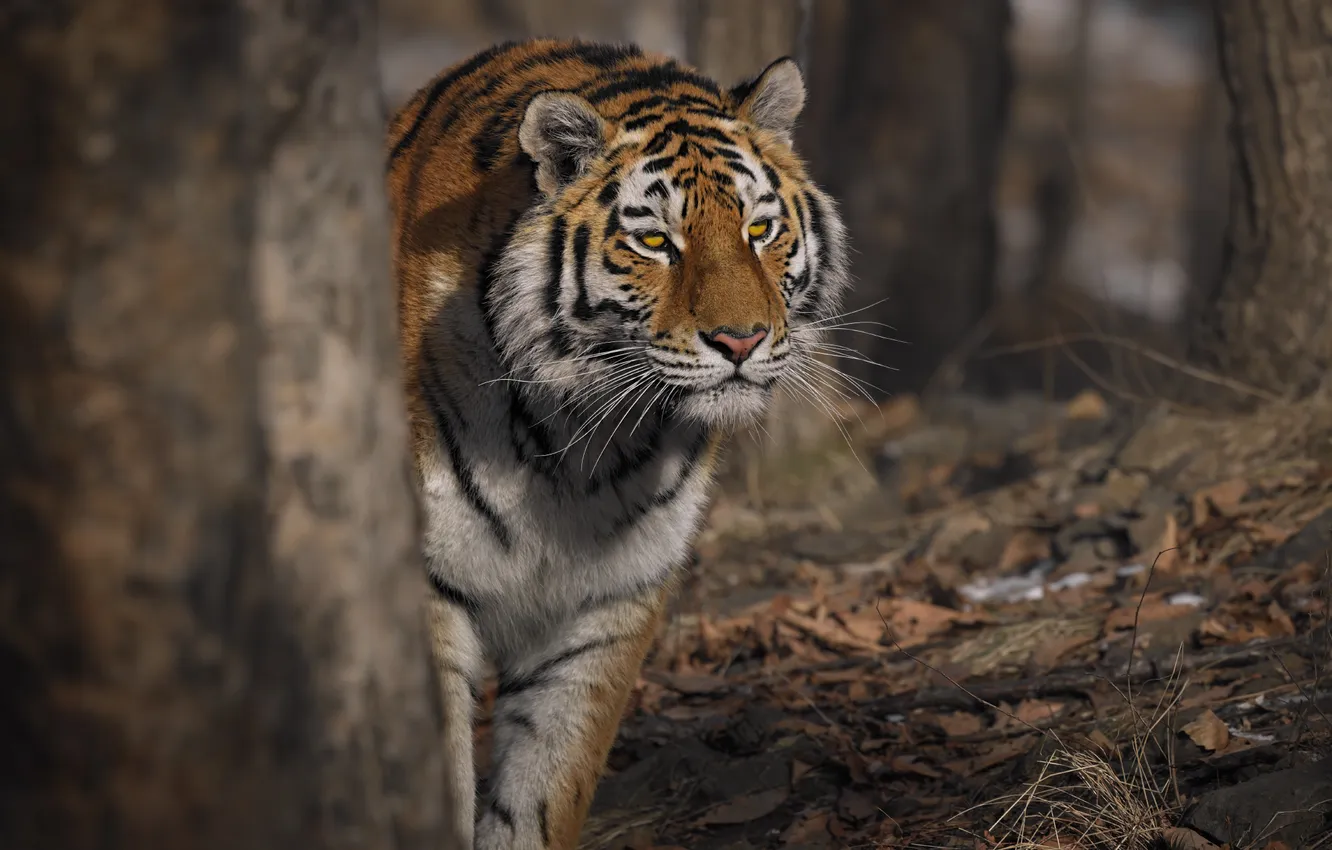 Photo wallpaper cat, look, Crouching tiger, photographer Andrey