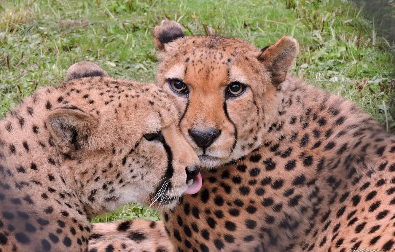 Photo wallpaper animals, love, photo, pair, wild, cheetahs
