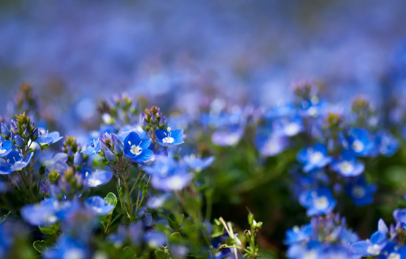 Photo wallpaper flowers, focus, blue, field