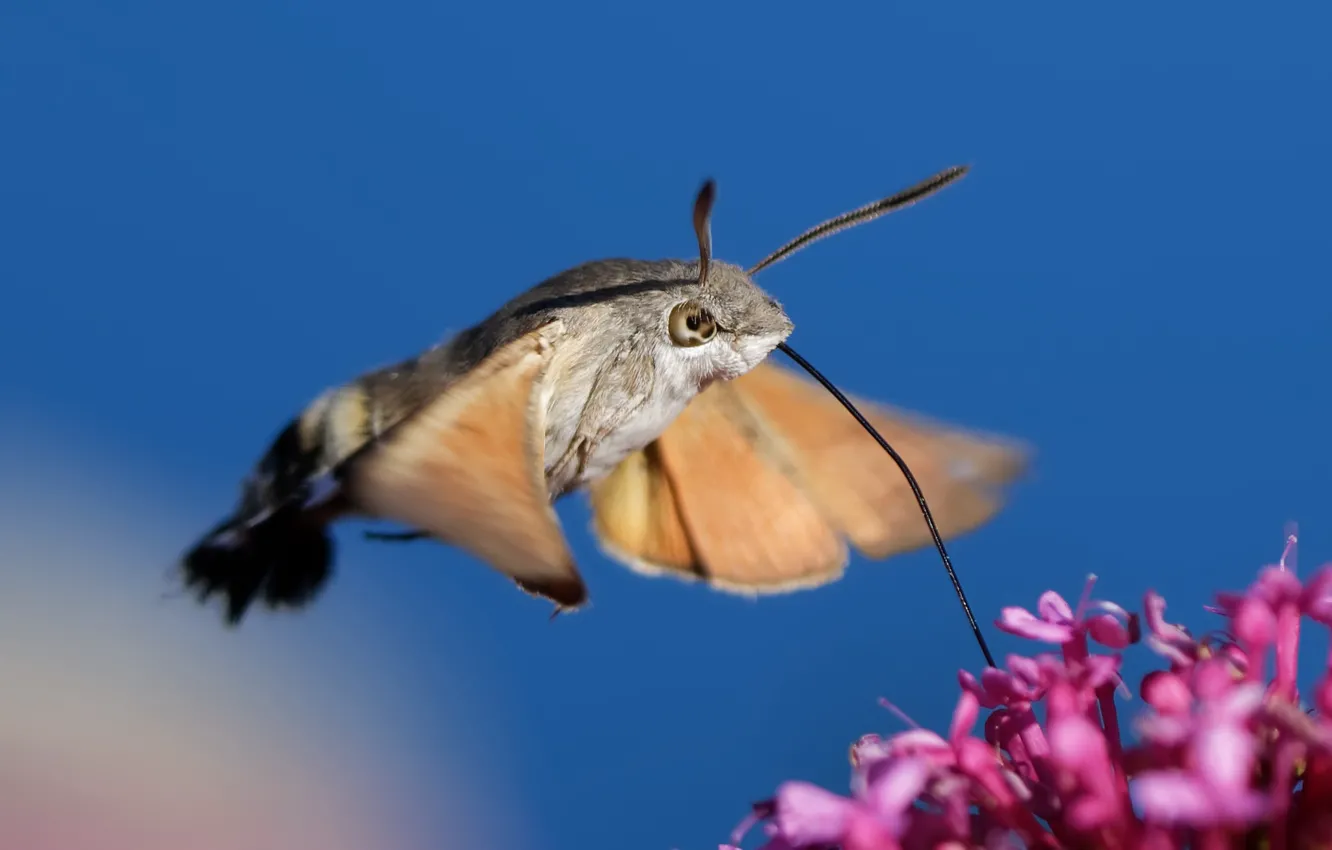 Photo wallpaper flower, nature, background, Hummingbird Hawk-moth