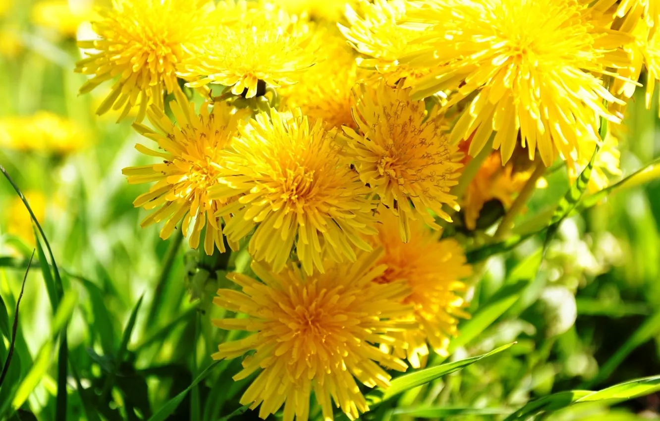 Photo wallpaper dandelion, spring, bright