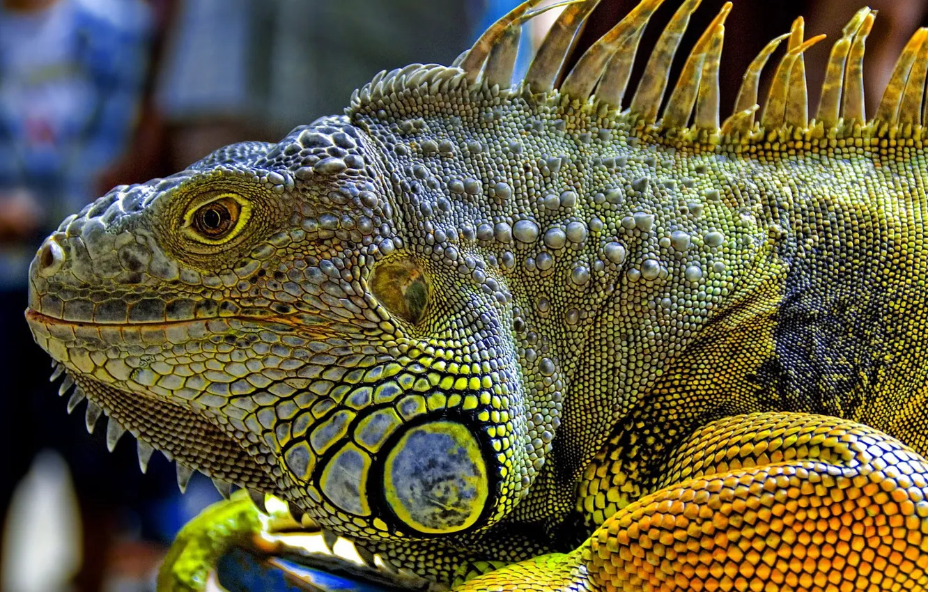 Photo wallpaper dragon, Iguana, leather