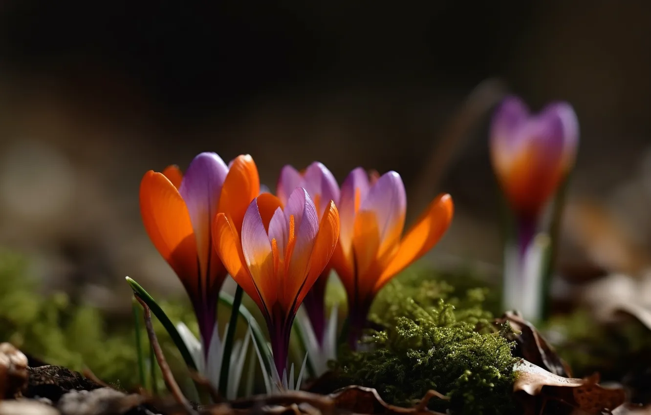 Photo wallpaper flowers, nature, glade, spring, crocuses, primrose, AI art, neural network