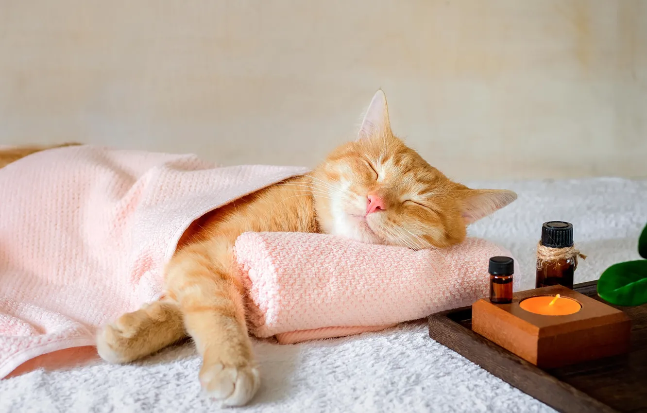 Photo wallpaper cat, cat, stay, relax, sleep, towel, candles, blanket