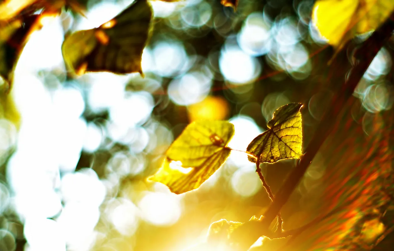 Photo wallpaper leaves, light, nature