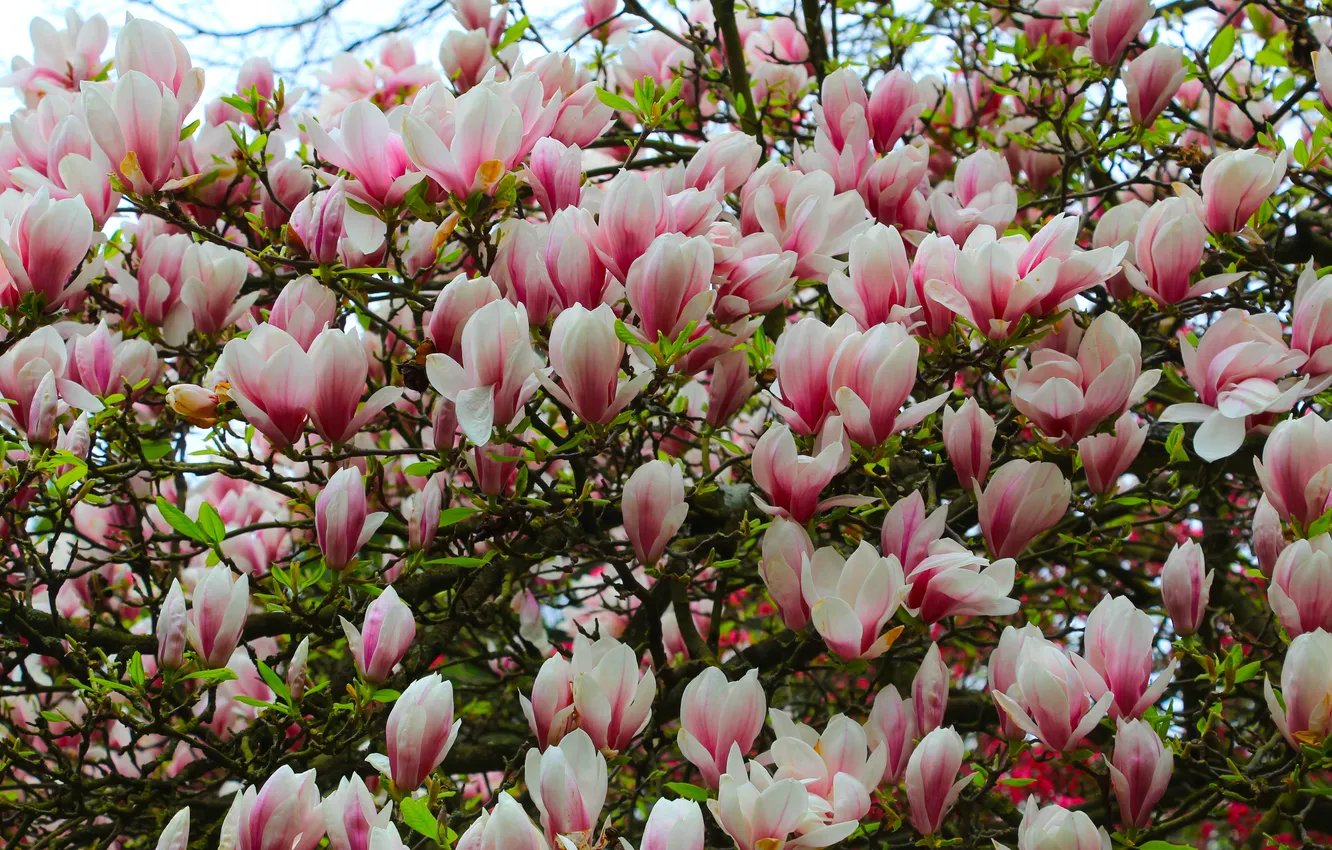 Photo wallpaper spring, magnolia, twig