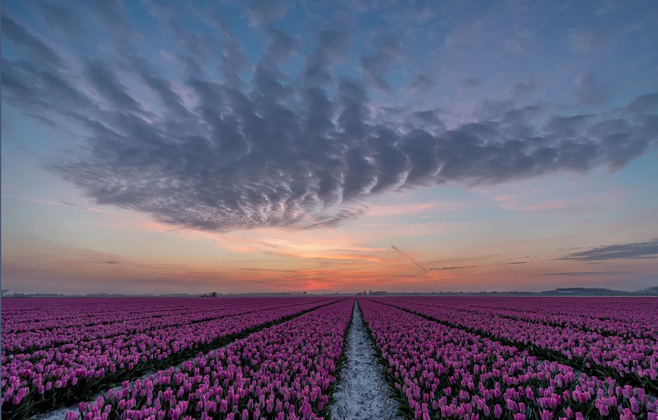 Photo wallpaper field, purple, the sky, clouds, sunset, flowers, horizon, tulips