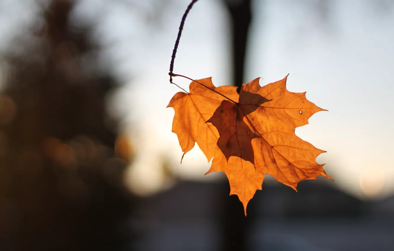 Photo wallpaper autumn, leaves, light, orange, yellow, nature, background, foliage