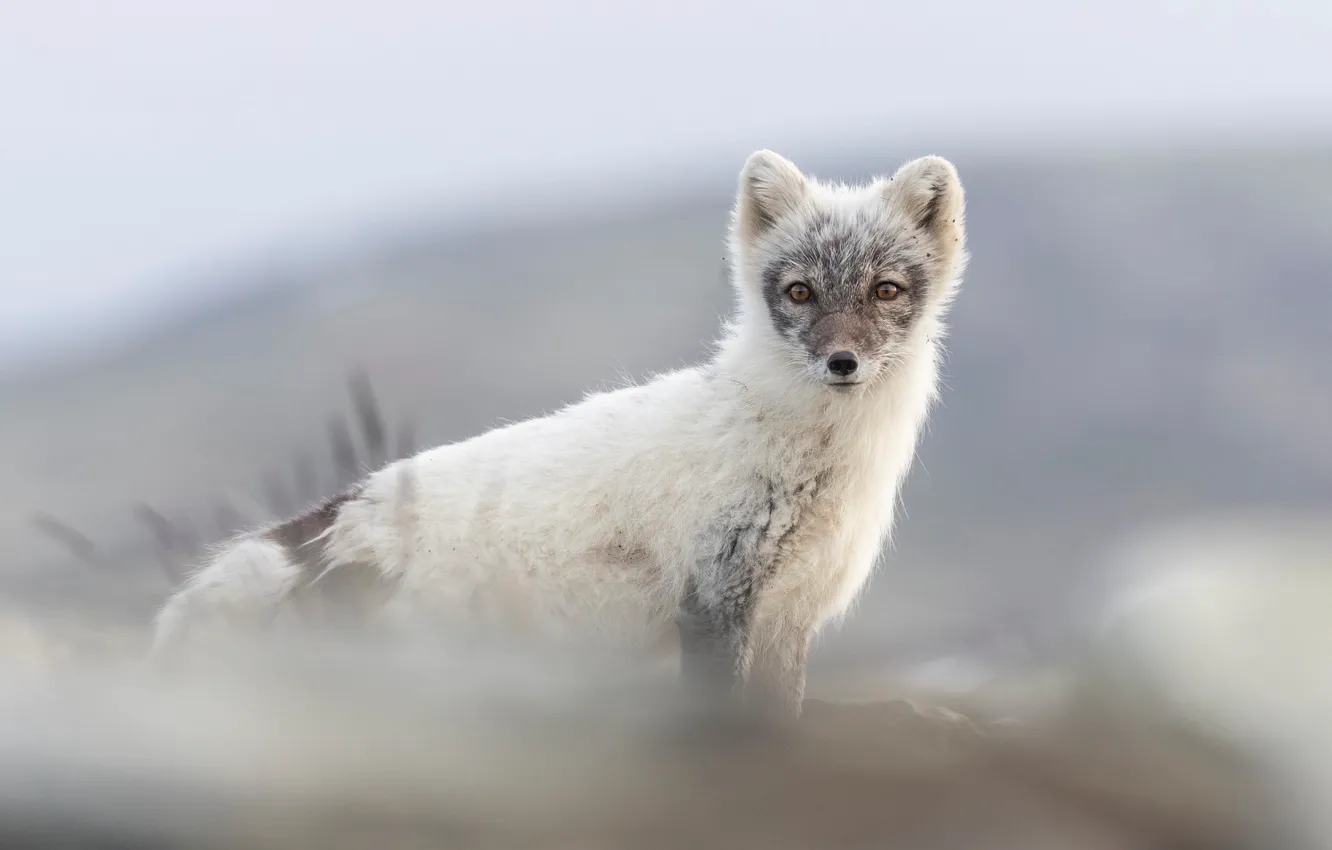 Photo wallpaper look, nature, Fox, white with grey