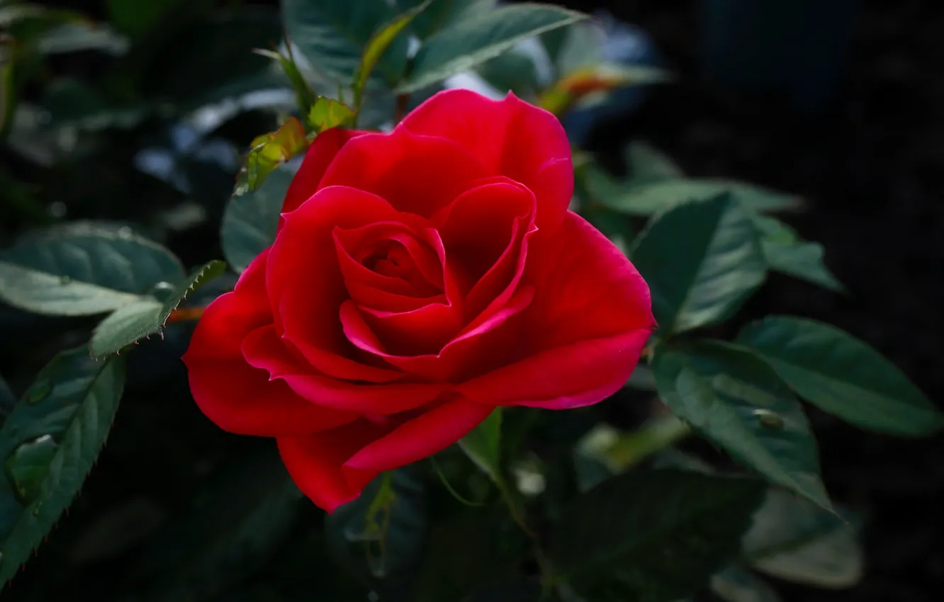 Photo wallpaper leaves, red, roses