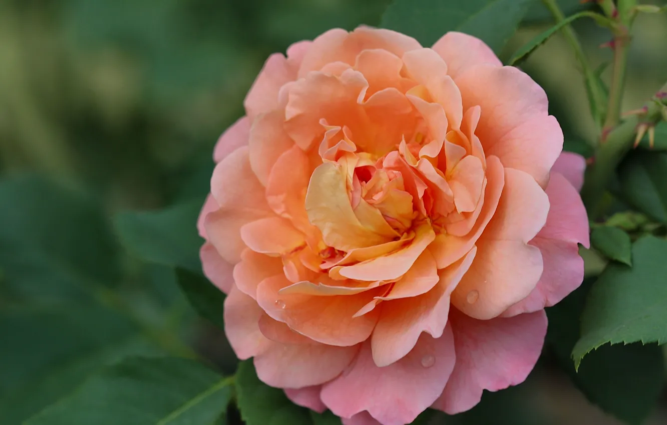 Photo wallpaper macro, roses, petals