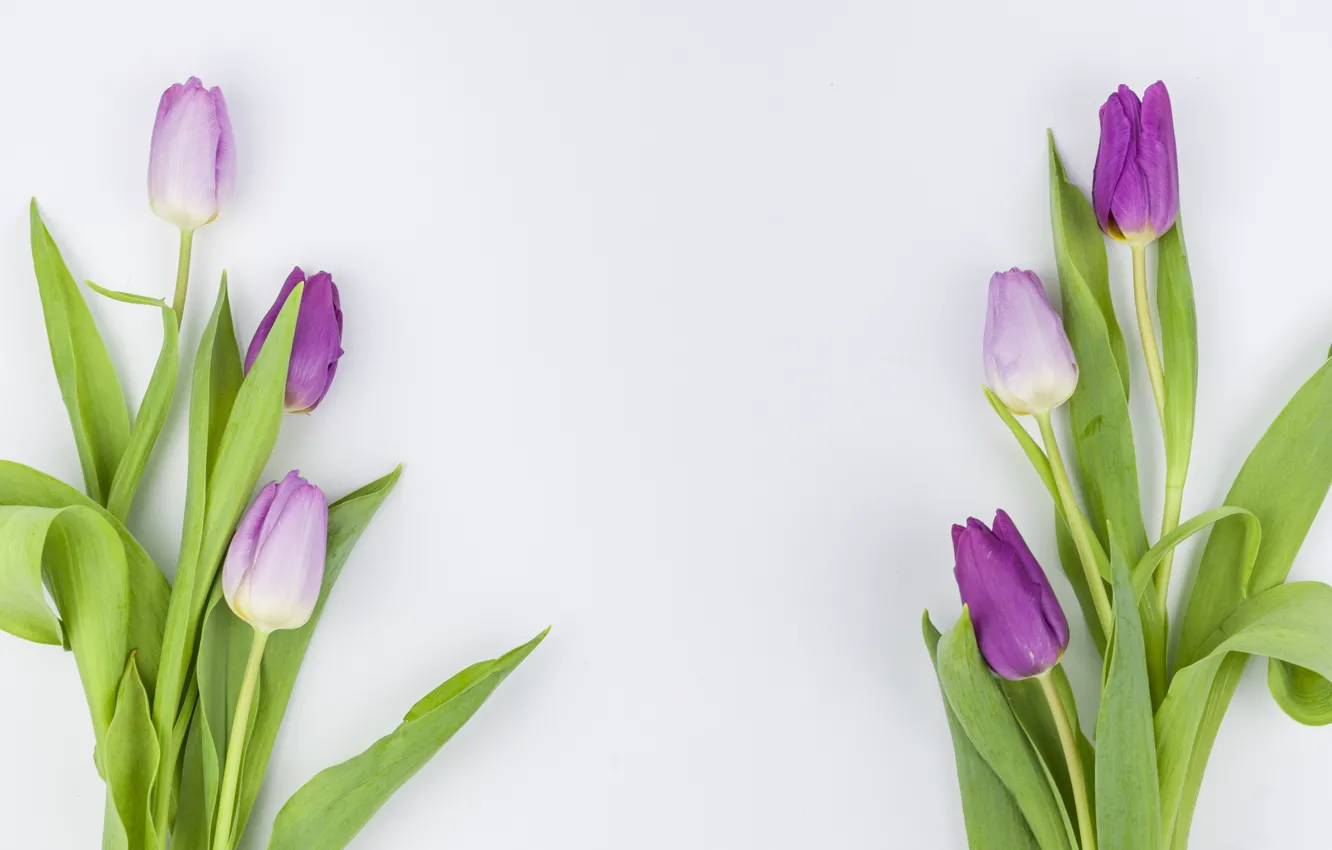 Photo wallpaper flowers, purple, tulips, flowers, beautiful, tulips, spring, purple
