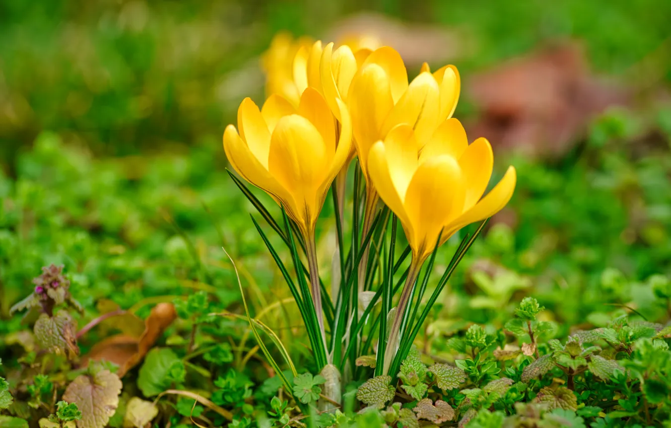 Photo wallpaper yellow, flowers, crocuses, bokeh, greens, grass, spring