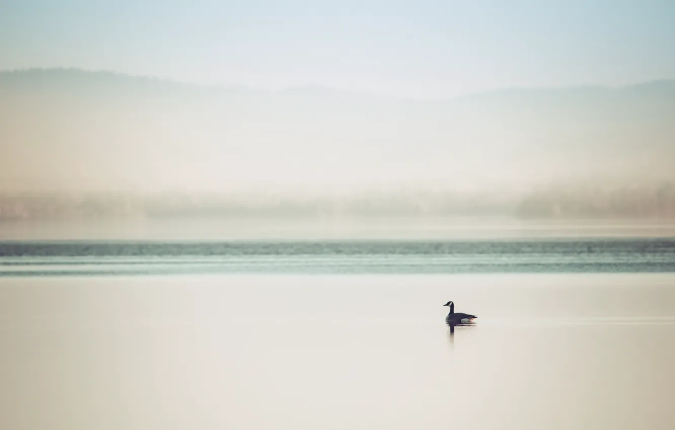 Photo wallpaper fog, lake, duck