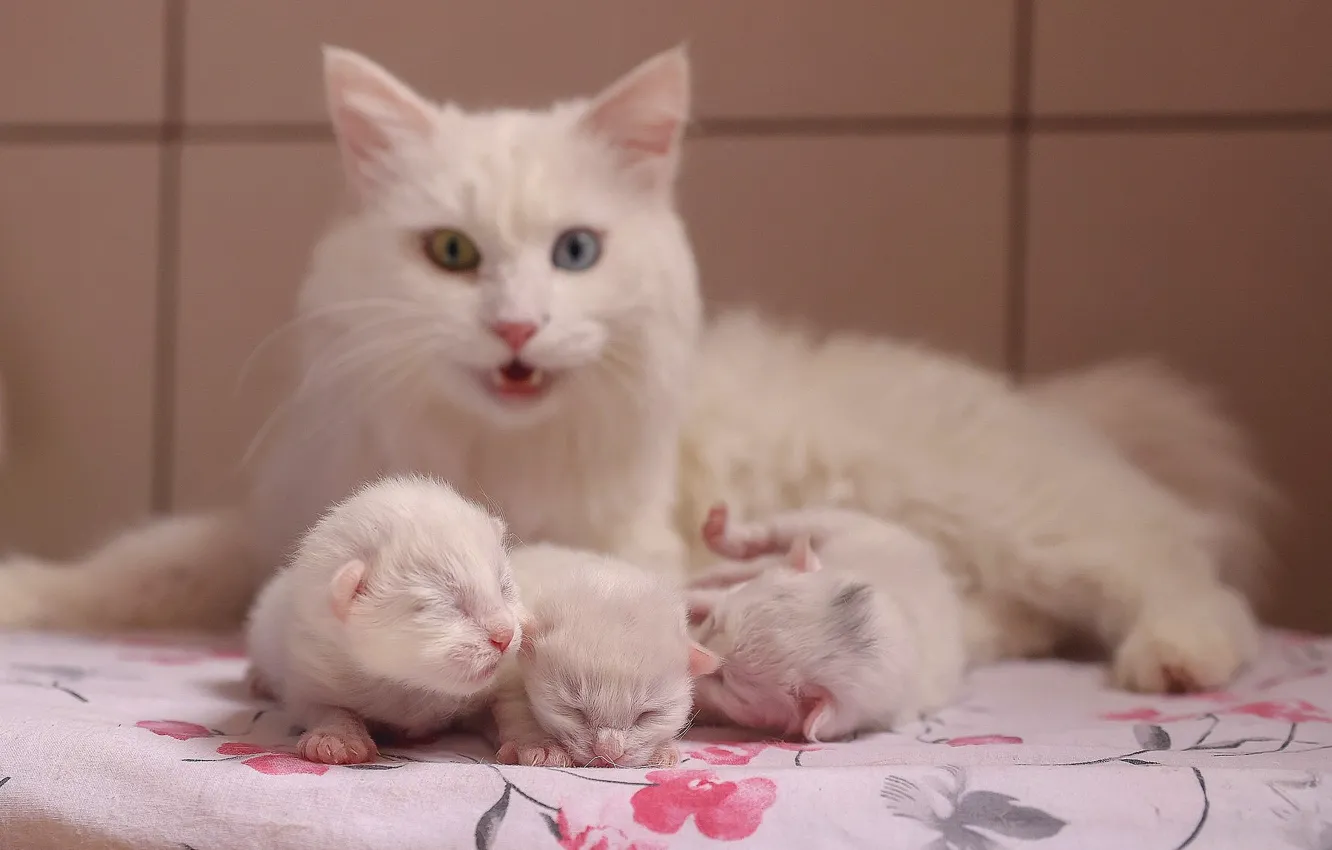 Photo wallpaper kitten, cat, Van Cat