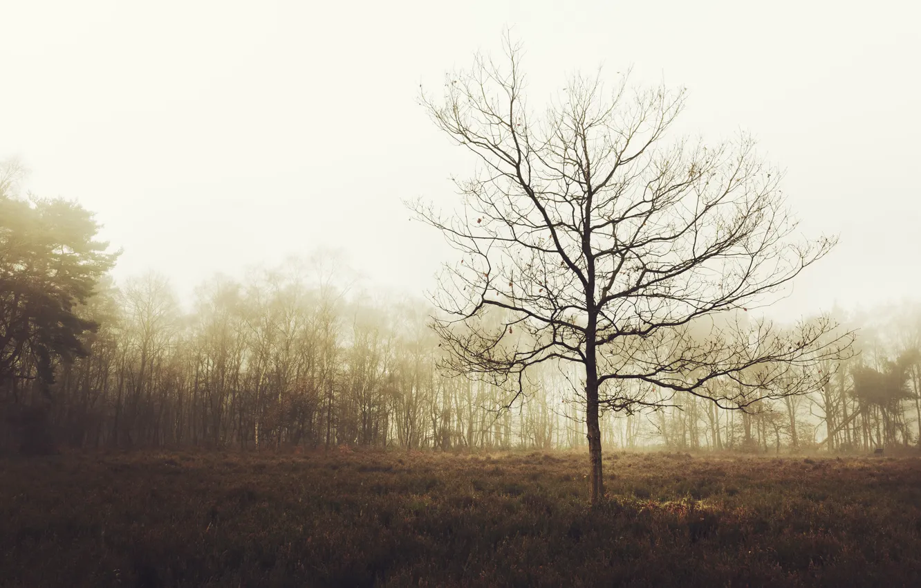 Photo wallpaper autumn, forest, trees, fog, glade, England, UK