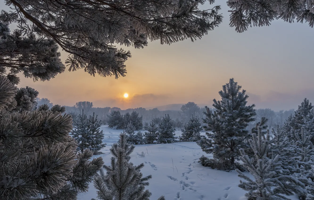 Photo wallpaper winter, the sun, snow, trees, landscape, traces, nature, fog