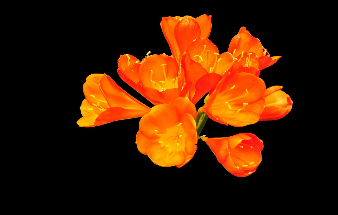 Photo wallpaper flowers, background, petals, exotic, inflorescence