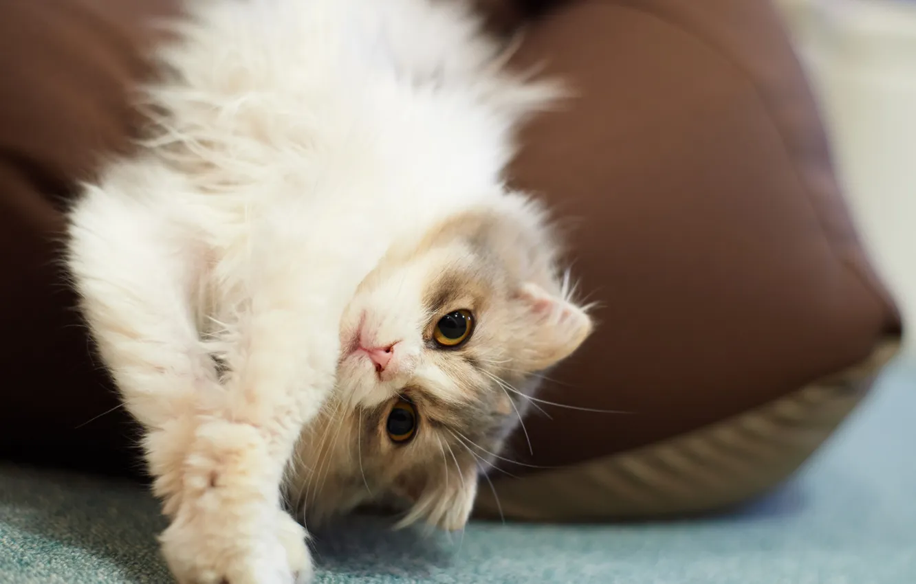 Photo wallpaper cat, stay, floor, pillow