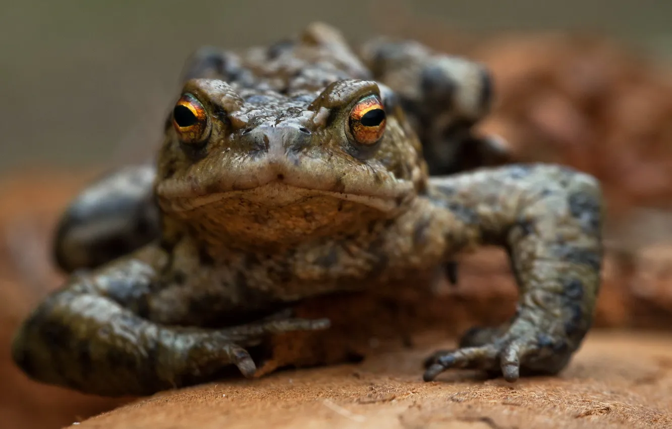 Photo wallpaper macro, nature, frog
