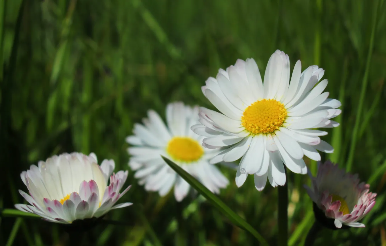 Photo wallpaper white, flower, meadow, blooming