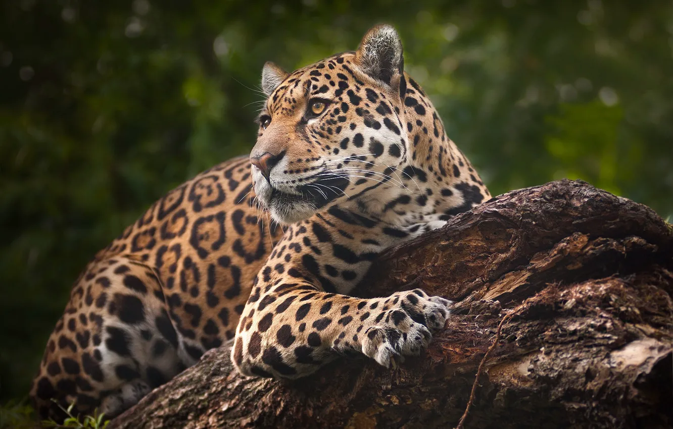 Photo wallpaper portrait, predator, Jaguar, wild cat