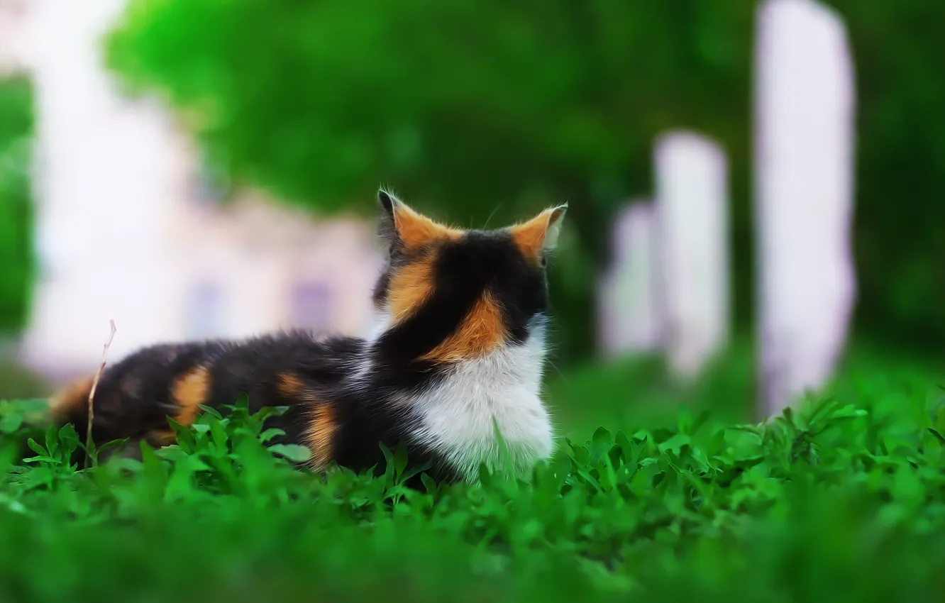 Photo wallpaper greens, cat, background, weed