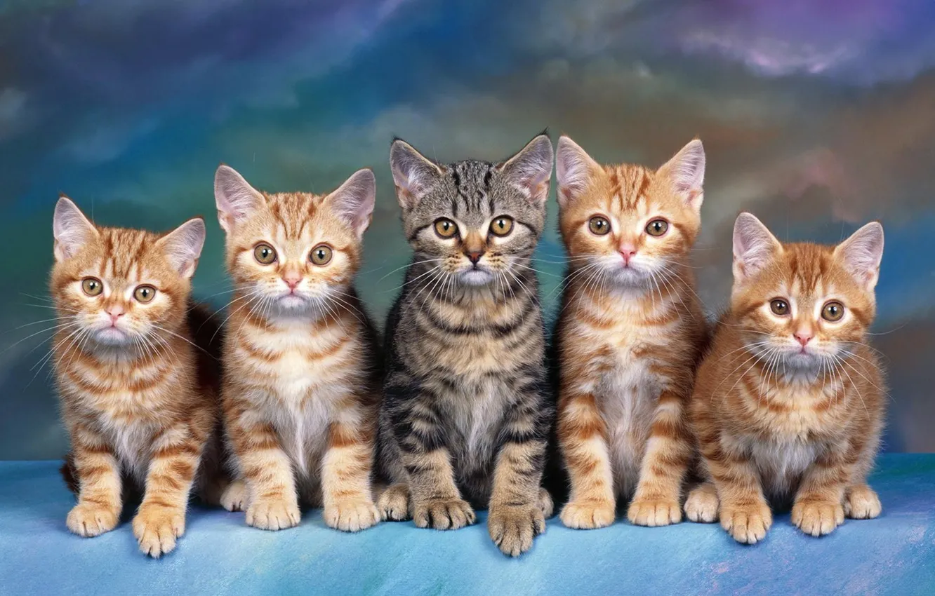 Photo wallpaper look, cats, blue, kitty, grey, background, blue, paw