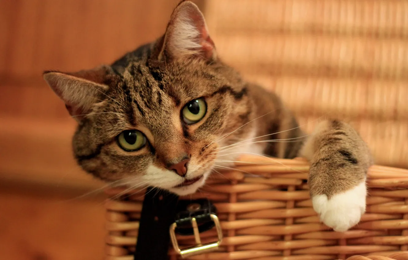 Photo wallpaper cat, look, legs, muzzle, basket