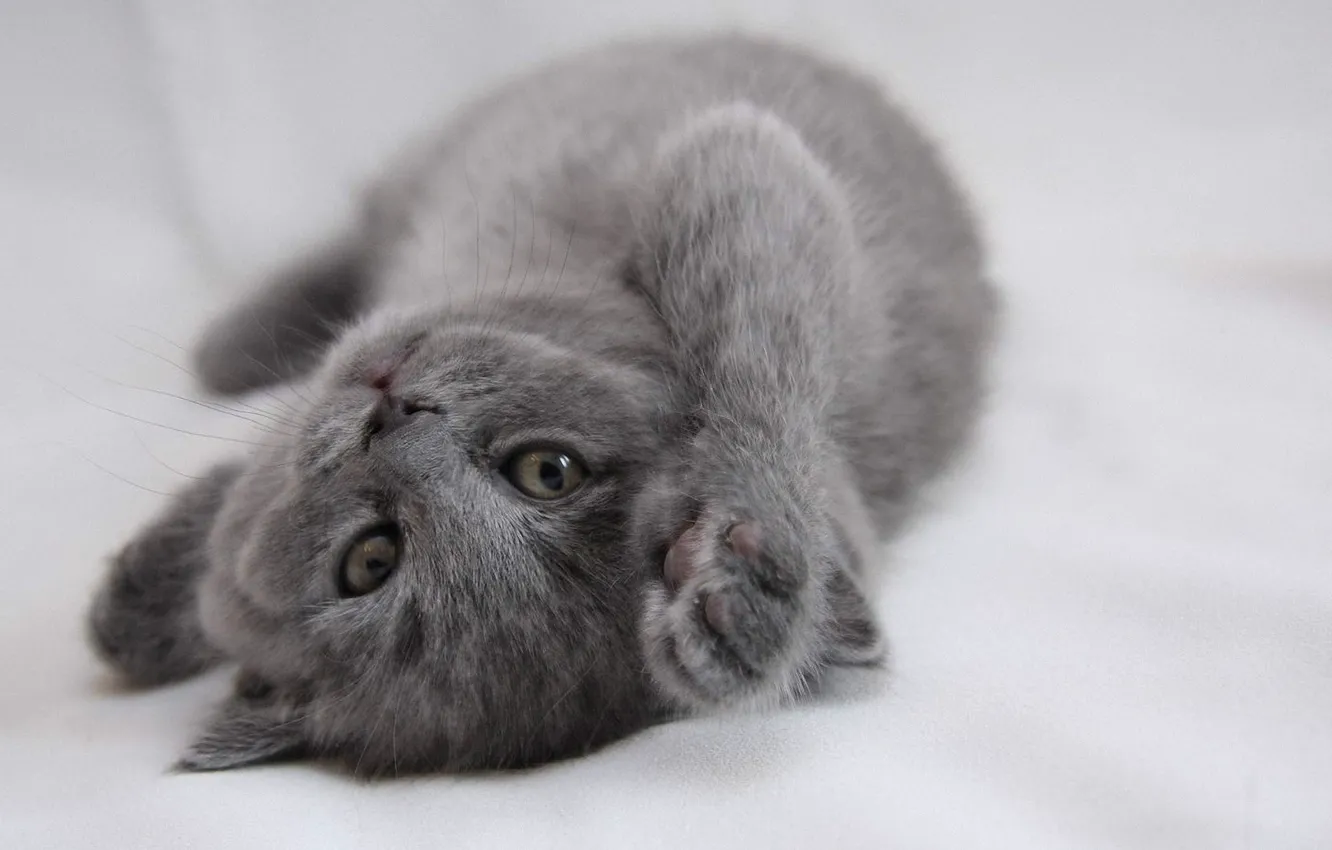 Photo wallpaper grey, baby, kitty