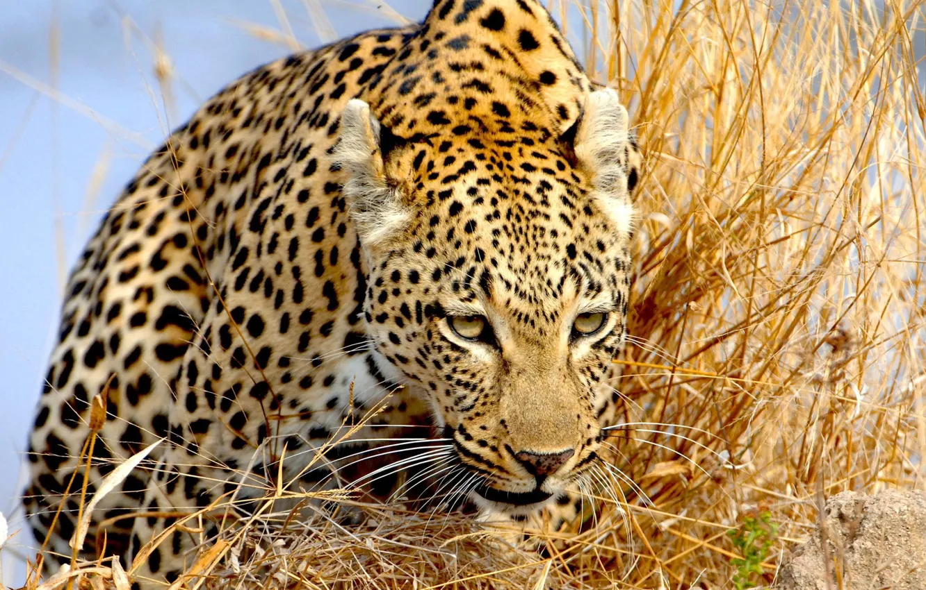 Photo wallpaper grass, look, leopard, sneaks