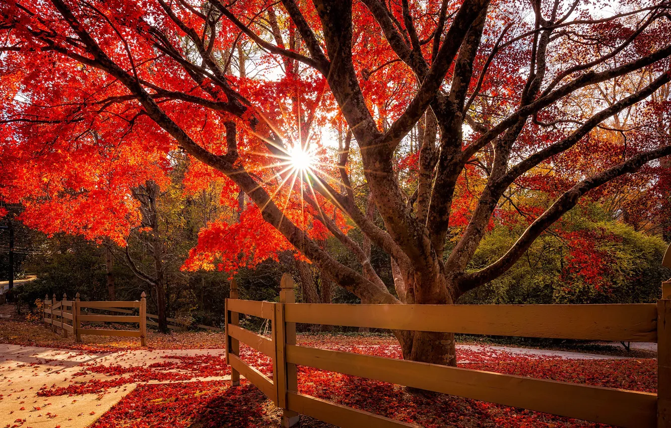 Photo wallpaper autumn, forest, leaves, the sun, rays, light, trees, branches