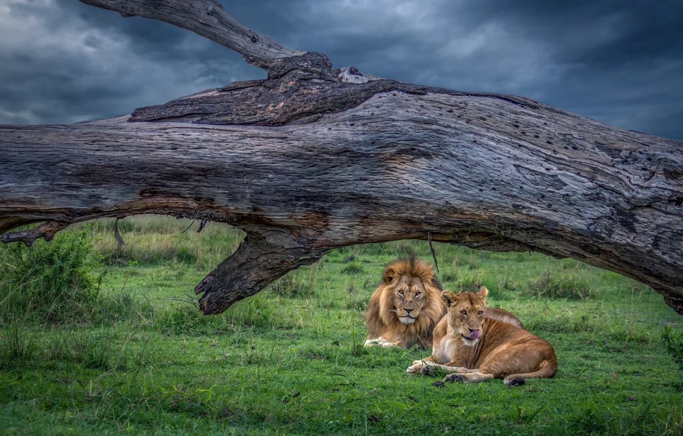 Photo wallpaper the sky, trees, clouds, stay, glade, Leo, pair, lies