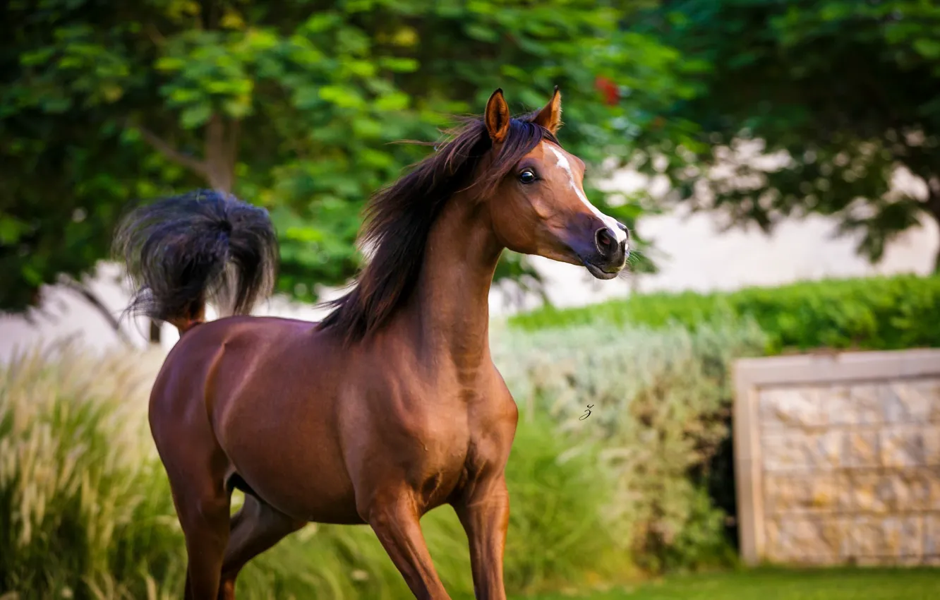 Photo wallpaper horse, horse, stallion, grace, young, chestnut, Arab