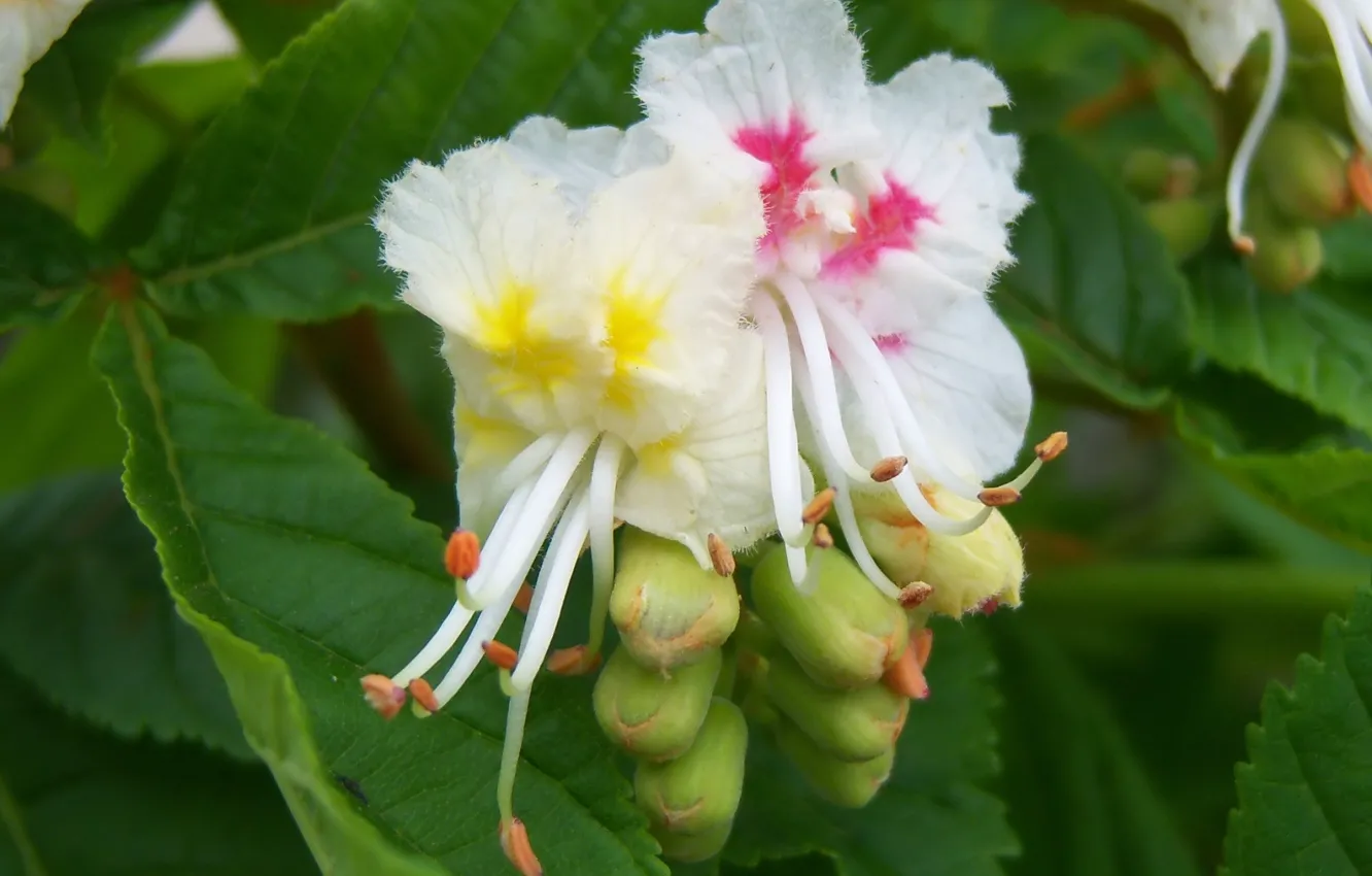 Photo wallpaper macro, blooms, chestnuts, Mamala ©
