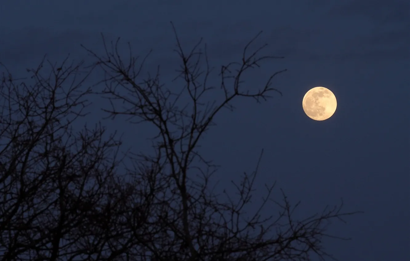 Photo wallpaper the sky, night, branches, nature, the moon, the full moon