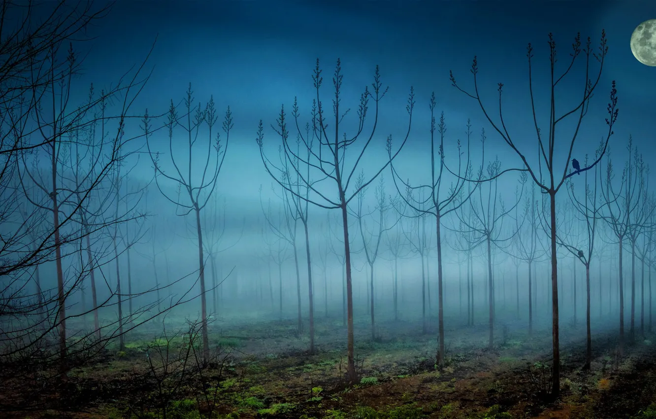 Photo wallpaper trees, fog, the moon, Night