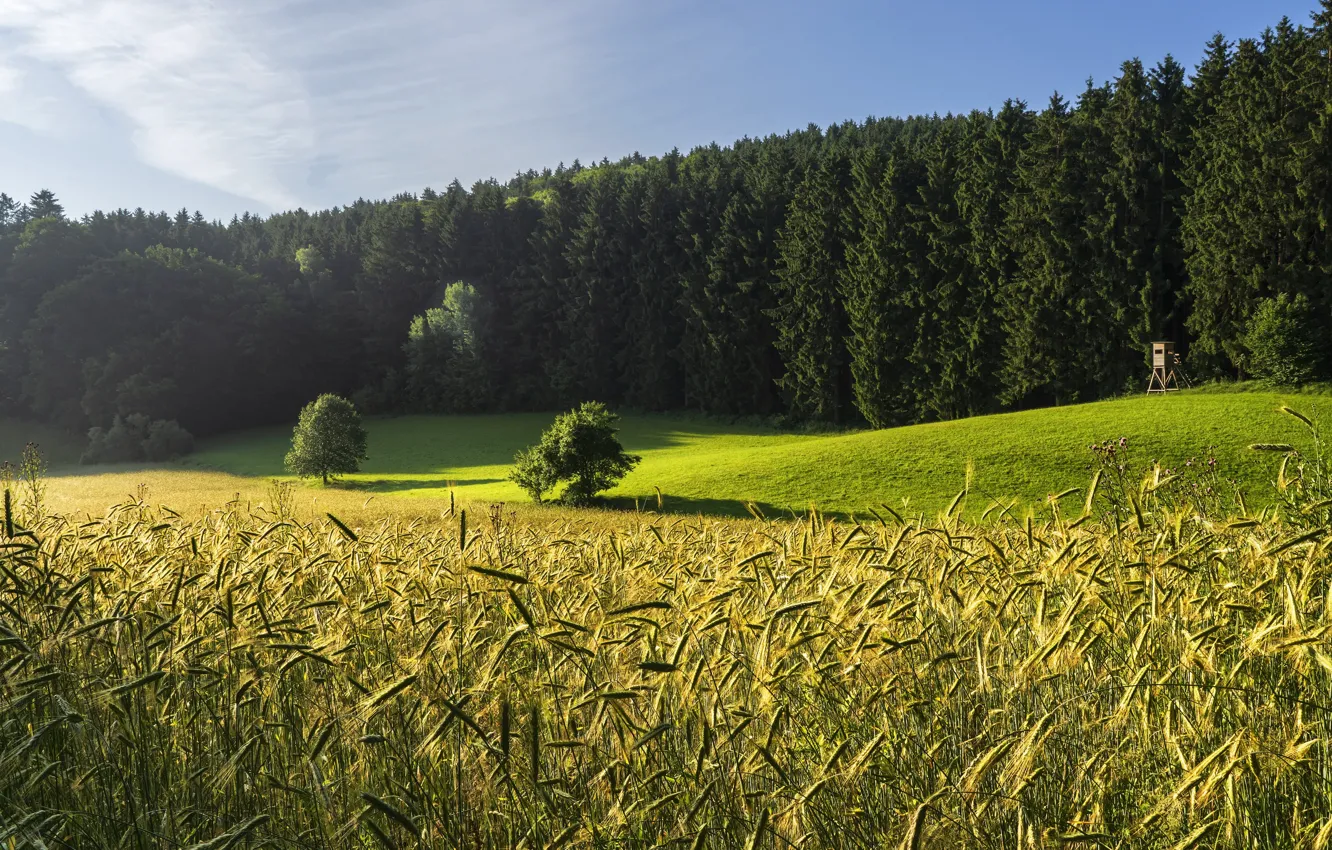 Photo wallpaper field, forest, summer