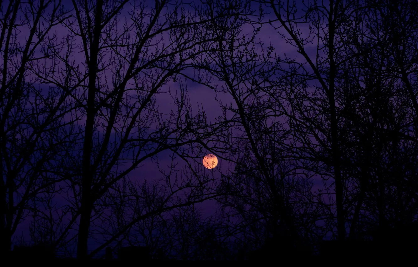 Photo wallpaper the sky, clouds, trees, night, nature, the moon, the full moon