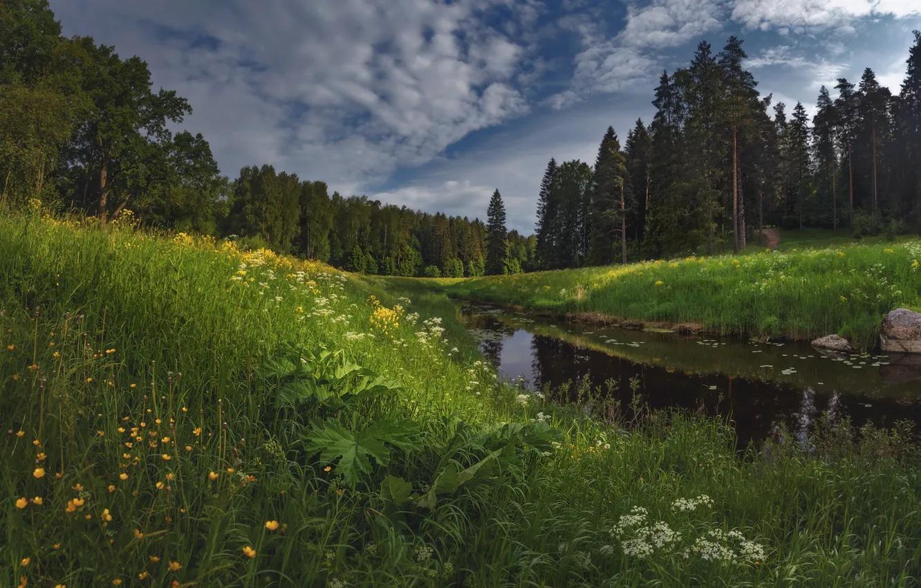 Photo wallpaper forest, summer, grass, landscape, nature, river
