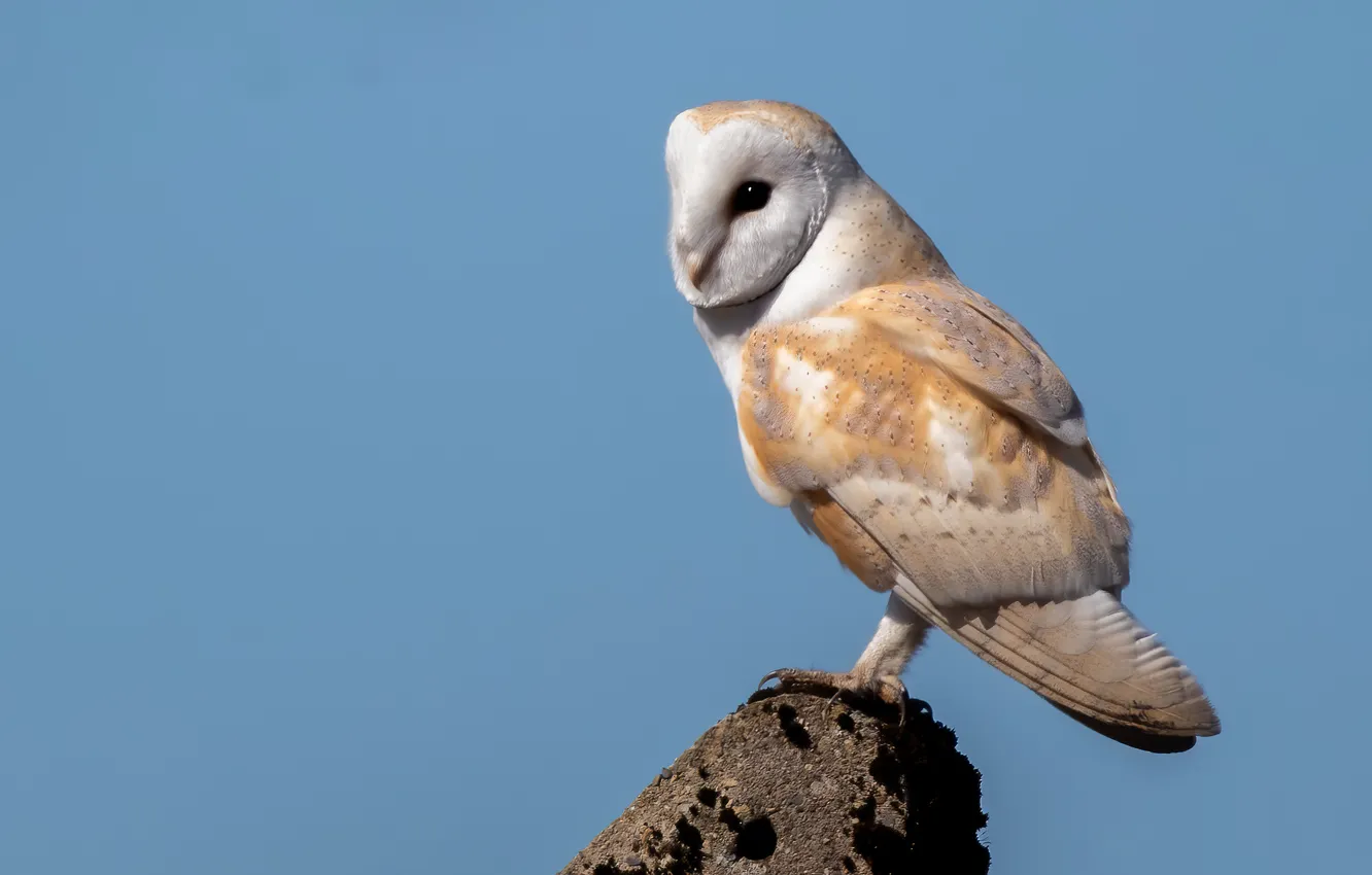 Photo wallpaper owl, bird, blue background, the barn owl
