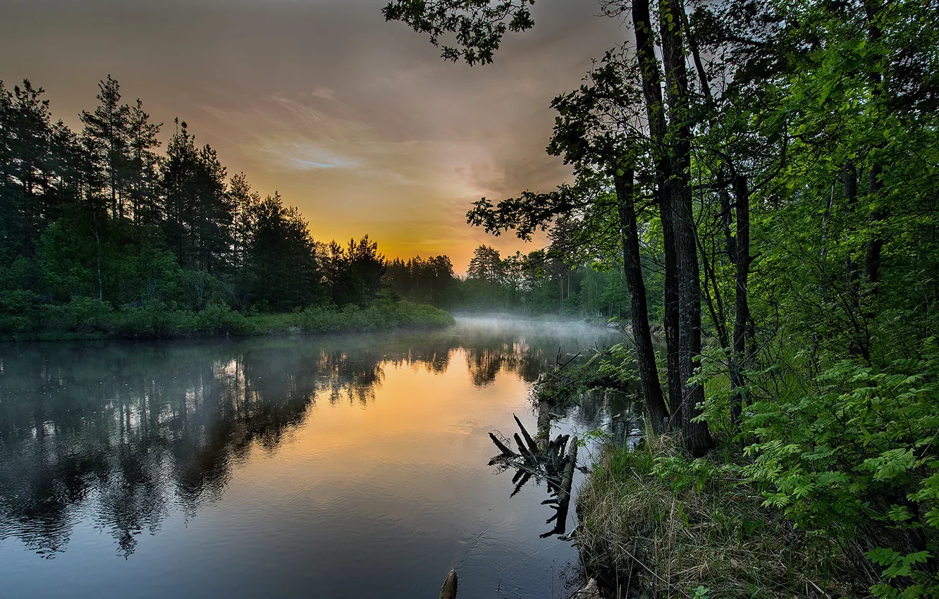 Photo wallpaper forest, the sky, trees, fog, reflection, river, beautiful