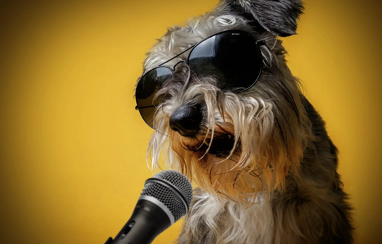 Photo wallpaper yellow, background, humor, glasses, microphone, singer, sings, Schnauzer