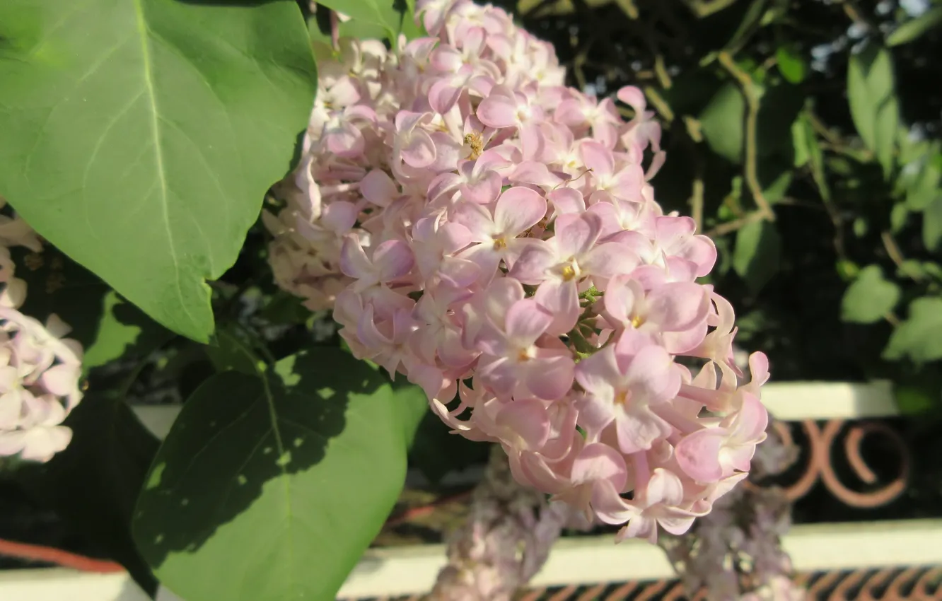 Photo wallpaper flowers, lilac, spring 2018, Meduzanol ©