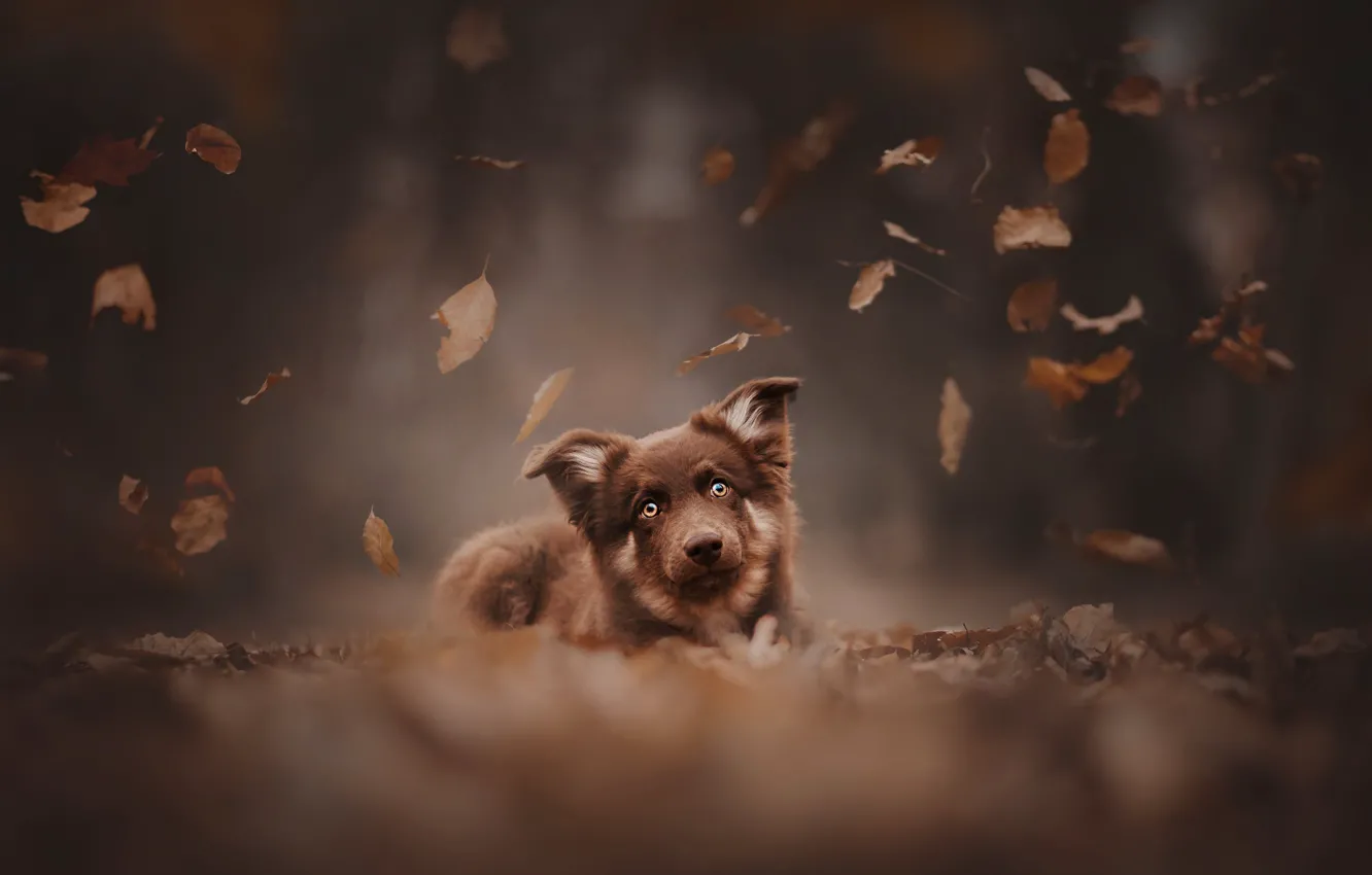 Photo wallpaper autumn, look, leaves, dog, face, bokeh, doggie