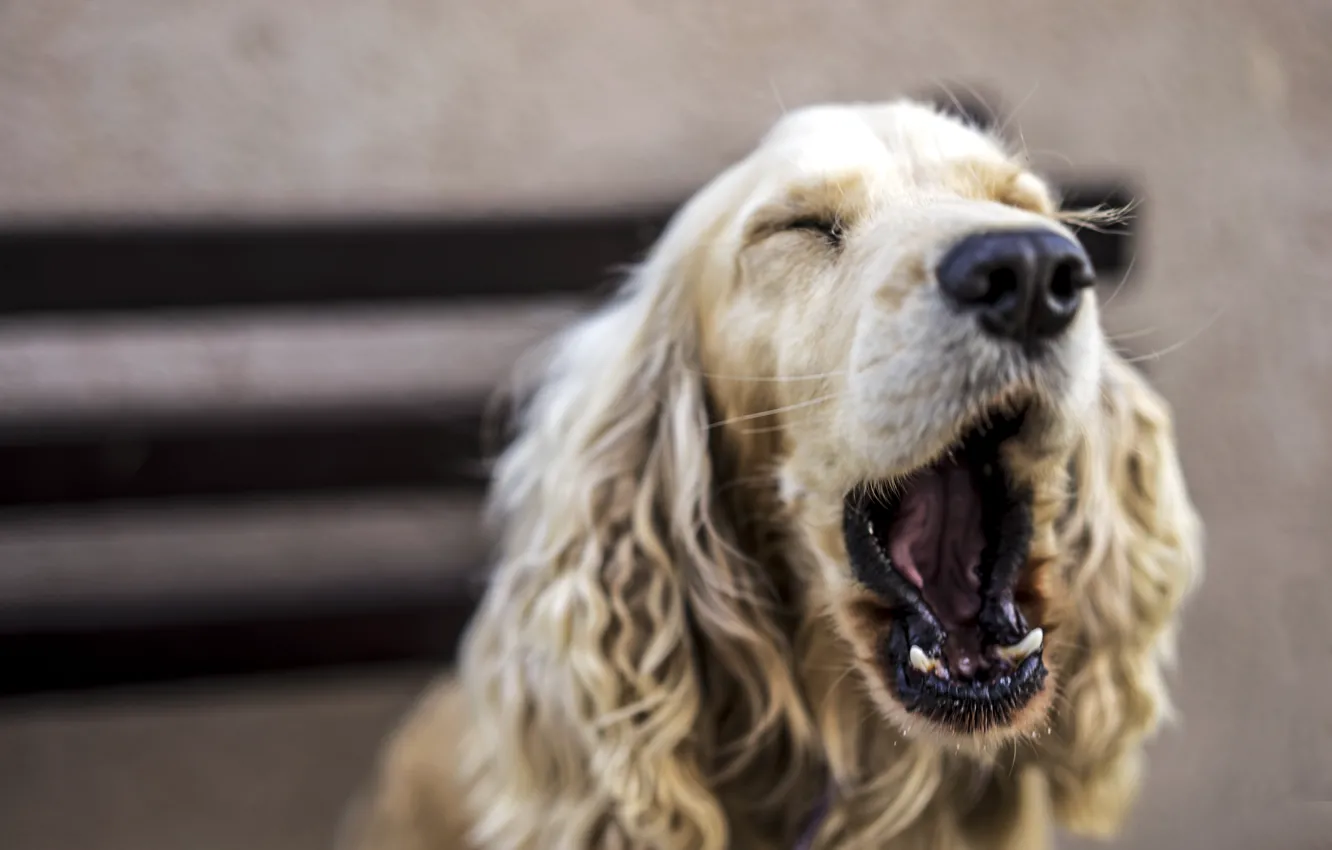 Photo wallpaper look, each, dog